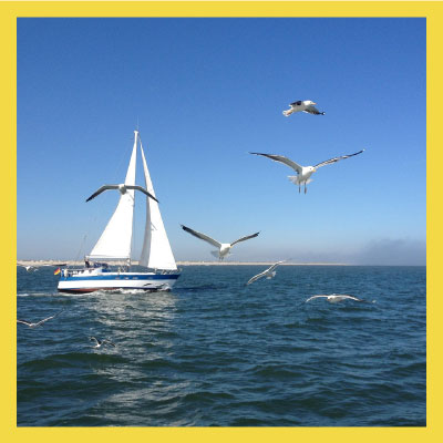 SAILSについて